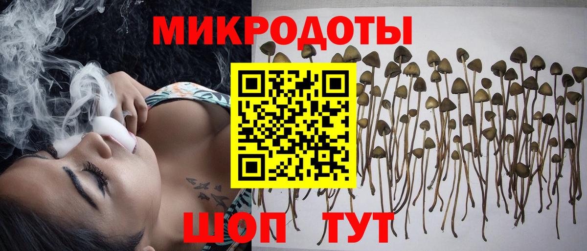 Псилоцибиновые грибы Psilocybe Новый Уренгой